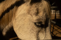 arroyo-grande-equestrian-center-02