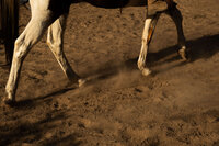 arroyo-grande-equestrian-center-22
