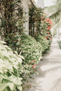 flowers on the side of a house