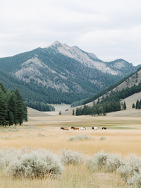 u3482593763_a_beautiful_field_with_horses_in_the_distance_fil_461c9321-4bc2-441d-b332-9d73f3ae3464_3
