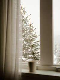 Powder - Snow-covered evergreen trees framed by window curtains - TVS