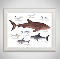 collection-framed