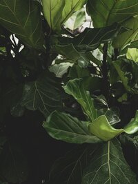 pexels-scottwebb-2530581