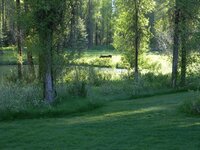 Moose Eating at West Pond