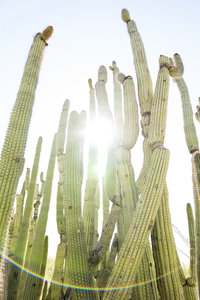 An image of organ pipe cactus shot by Audria Abney for The Arizona Sonora Desert Museum