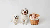 memphis newborn photography by jen howell 102