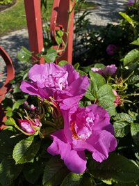 IMG_0612
