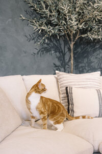 animal-photographer-editorial