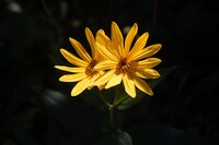 couples-counseling-cultivate-growth-07