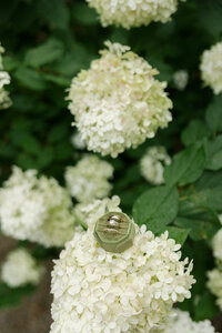 wedding rings sitting on a hydrangea