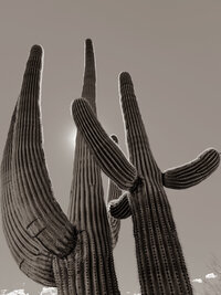 Tall Saguaros