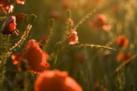 pexels-danylo-8573265