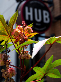 HUB Flowers