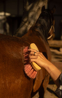 arroyo-grande-equestrian-center-06