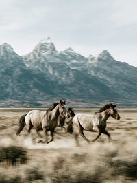 Design Bar - Grand Tetons 8