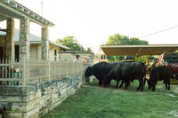 A film photo of a father and son feeding their cattle over the fence in their yard