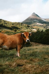 pexels-matreding-18827676