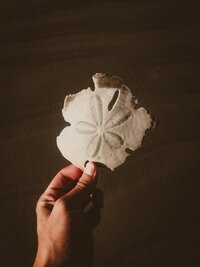 pexels-carloskuchnir-6267841