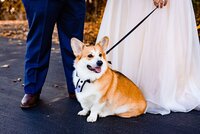 Wedding party ring puppy at Sycamore Farms Tennessee — coordinated by Weddings & Events by Raina