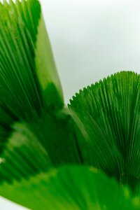 frank-flores-5136t5l2fXA-unsplash