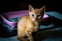 jozsef-hocza-g4mDJAdbHb4-unsplash