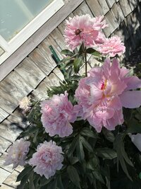 IMG_0325