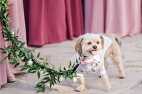 Abigail&Zach Wedding56