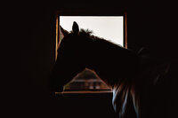 Framed (40x60cm)