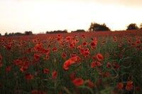 the-second-bloom-perimenopause-022