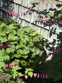 IMG_9424
