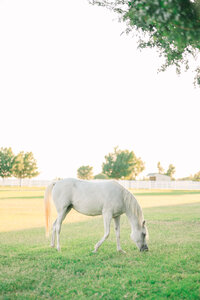 Aspen Ranch Styled Shoot Details-142