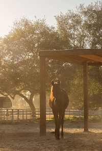 arroyo-grande-equestrian-center-30