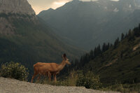 glacier-national-park-photographer-3