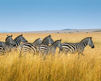 In Flow Design Co Travel Photography-202