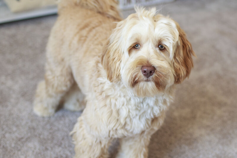 Walt3 Walty my doodle, Paula Andrea Photography