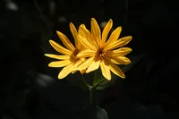 couples-counseling-cultivate-growth-07
