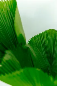frank-flores-5136t5l2fXA-unsplash
