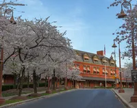 Cherry Blossoms on time at the Harrisburg Transportation Center