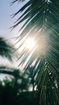 palm fronde