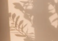 pink shadow of flowers