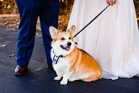 Wedding party ring puppy at Sycamore Farms Tennessee — coordinated by Weddings & Events by Raina