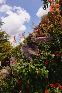 Outdoors photo of leaves, greenery, beautiful florals and a blue sky with clouds