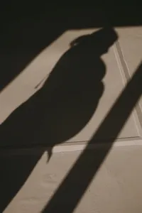 Shadow of human with baby bump