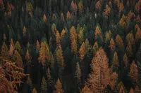 Nature 7