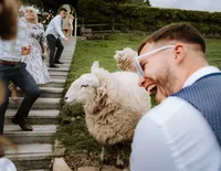 Wedding guest laughing with sheep on the grounds of a farm wedding venue