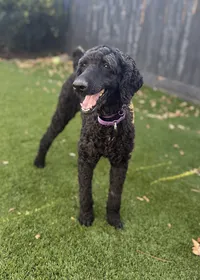 black-standard-poodle-standing-on-grass