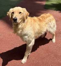 blonde-golden-retriever-standing-outdoors