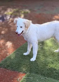 white-great-pyrenees-mix-standing-on-grass
