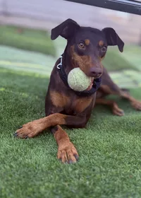 sydney-red-doberman-pinscher-rescue-dog-playing-ball