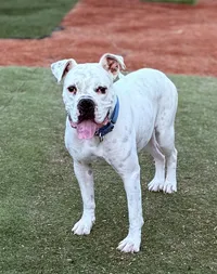 white-boxer-standing-on-grass.